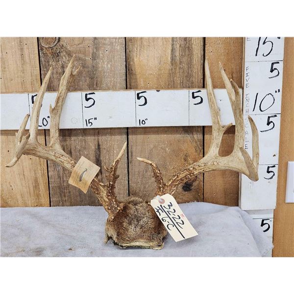 150 Class Whitetail Antlers On Skull Plate
