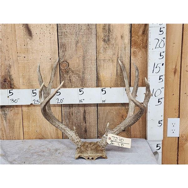 5x5 Mule Deer Antlers On Skull Plate