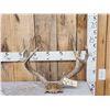 Image 1 : 5x5 Mule Deer Antlers On Skull Plate