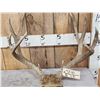 Image 2 : 5x5 Mule Deer Antlers On Skull Plate