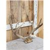Image 3 : 5x5 Mule Deer Antlers On Skull Plate