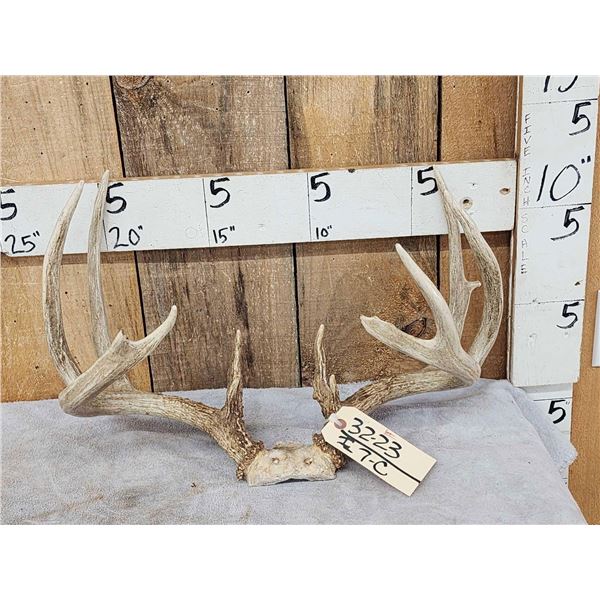 152" Whitetail Antlers On Skull Plate