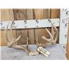 Image 1 : 152" Whitetail Antlers On Skull Plate