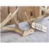 Image 4 : 152" Whitetail Antlers On Skull Plate
