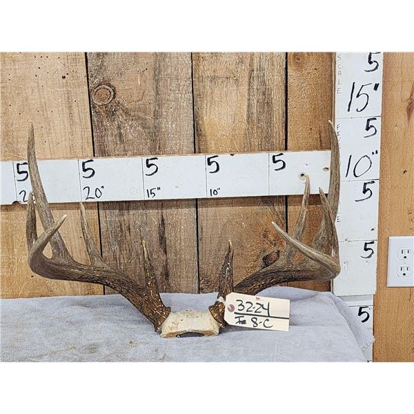 150 Class Whitetail Antlers On Skull Plate