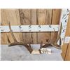 Image 2 : 150 Class Whitetail Antlers On Skull Plate