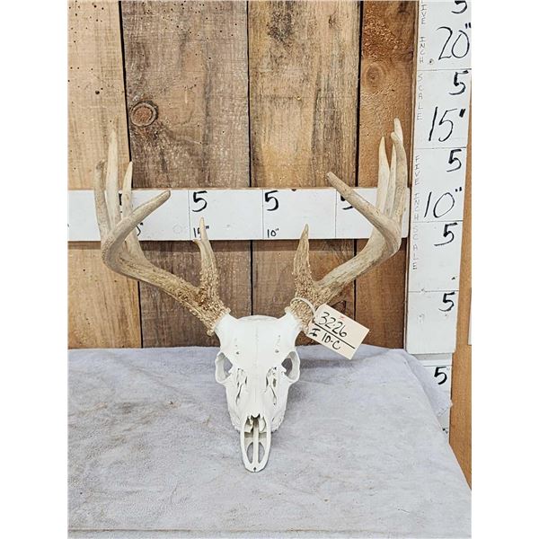 150 Class Whitetail Antlers On Skull