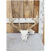 Image 1 : 150 Class Whitetail Antlers On Skull