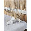 Image 2 : 150 Class Whitetail Antlers On Skull