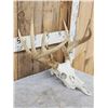 Image 3 : 150 Class Whitetail Antlers On Skull