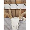 Image 4 : 150 Class Whitetail Antlers On Skull