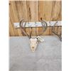 Image 7 : 3 Sets Of Whitetail Antlers On Skull & Skull Plates