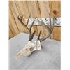 Image 8 : 3 Sets Of Whitetail Antlers On Skull & Skull Plates