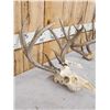 Image 9 : 3 Sets Of Whitetail Antlers On Skull & Skull Plates