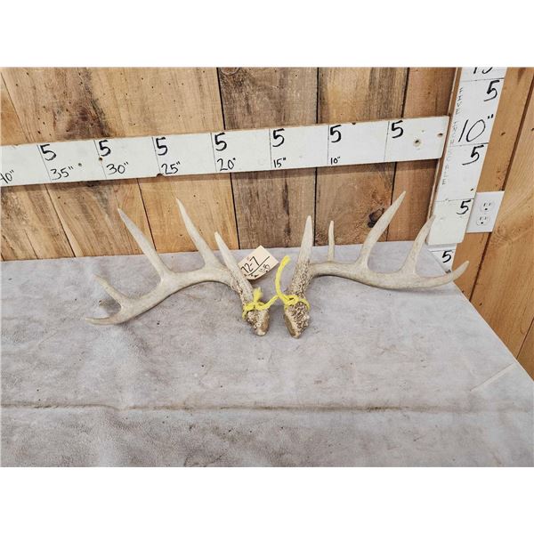 Set Of 5x5 Whitetail Shed Antlers