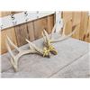 Image 2 : Set Of 5x5 Whitetail Shed Antlers