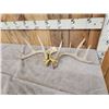 Image 3 : Set Of 5x5 Whitetail Shed Antlers