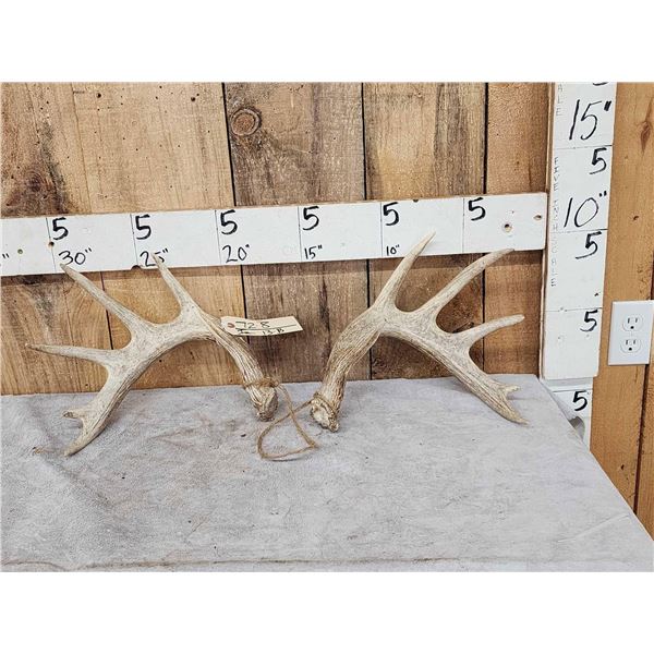 5x5 Whitetail Shed Antlers