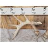 Image 3 : 5x5 Whitetail Shed Antlers