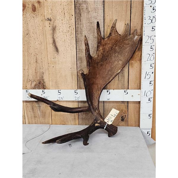 11.8 Lbs Alaskan Moose Shed Antler