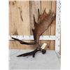 Image 1 : 11.8 Lbs Alaskan Moose Shed Antler