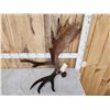 Image 2 : 11.8 Lbs Alaskan Moose Shed Antler