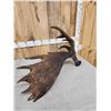 Image 3 : 11.8 Lbs Alaskan Moose Shed Antler