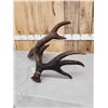 Image 4 : 11.8 Lbs Alaskan Moose Shed Antler