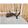 Image 6 : 11.8 Lbs Alaskan Moose Shed Antler