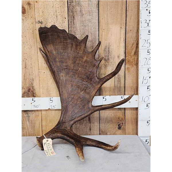 11 Lbs Alaskan Moose Shed Antler