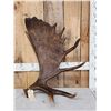 Image 1 : 11 Lbs Alaskan Moose Shed Antler
