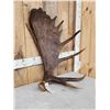 Image 2 : 11 Lbs Alaskan Moose Shed Antler