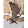 Image 3 : 11 Lbs Alaskan Moose Shed Antler