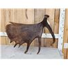 Image 4 : 11 Lbs Alaskan Moose Shed Antler