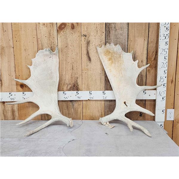 18.3 Lbs Of Alaskan Moose Antlers
