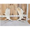 Image 1 : 18.3 Lbs Of Alaskan Moose Antlers