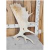 Image 2 : 18.3 Lbs Of Alaskan Moose Antlers