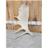 Image 3 : 18.3 Lbs Of Alaskan Moose Antlers