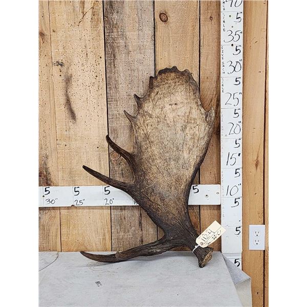 12.7 Lbs Alaskan Self Standing Moose Shed Antler