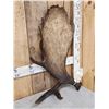 Image 2 : 12.7 Lbs Alaskan Self Standing Moose Shed Antler