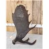 Image 3 : 12.7 Lbs Alaskan Self Standing Moose Shed Antler