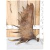 Image 1 : 11.5 Lbs Alaskan Moose Shed Antler