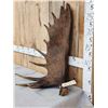Image 2 : 11.5 Lbs Alaskan Moose Shed Antler