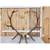 Image 1 : Big 6x6 Elk Antlers On Skull Plate