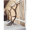 Image 4 : Big 6x6 Elk Antlers On Skull Plate