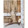 Image 1 : 3.9 Lbs Self Standing Moose Shed Antler