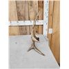 Image 2 : 3.9 Lbs Self Standing Moose Shed Antler