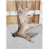Image 3 : 3.9 Lbs Self Standing Moose Shed Antler