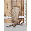 Image 1 : 11.9 Lbs Moose Shed Antler