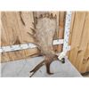 Image 2 : 11.9 Lbs Moose Shed Antler
